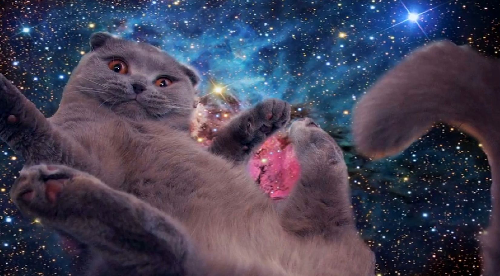 space_cats